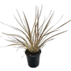 180mm Cordyline Electric Flash - Cordyline banksii