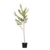 270mm Crepe Myrtle Zuni - Lagerstroemia indica x l.fauriei