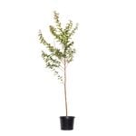 270mm Crepe Myrtle Zuni - Lagerstroemia indica x l.fauriei