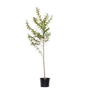 270mm Crepe Myrtle Zuni - Lagerstroemia indica x l.fauriei