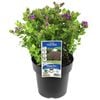 180mm Polygala Poly Ball - Polygala myrtifolia Oppositifolia