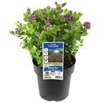 180mm Polygala Poly Ball - Polygala myrtifolia Oppositifolia