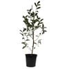 250mm Magnolia Inspiration