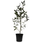 250mm Magnolia Inspiration