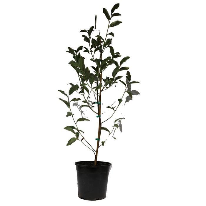 250mm Magnolia Inspiration