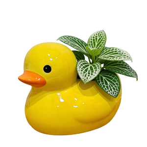 70mm Nerve Plant - Fittonia in Duckie