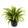 120mm Birds Nest Fern Assorted - Asplenium nidus