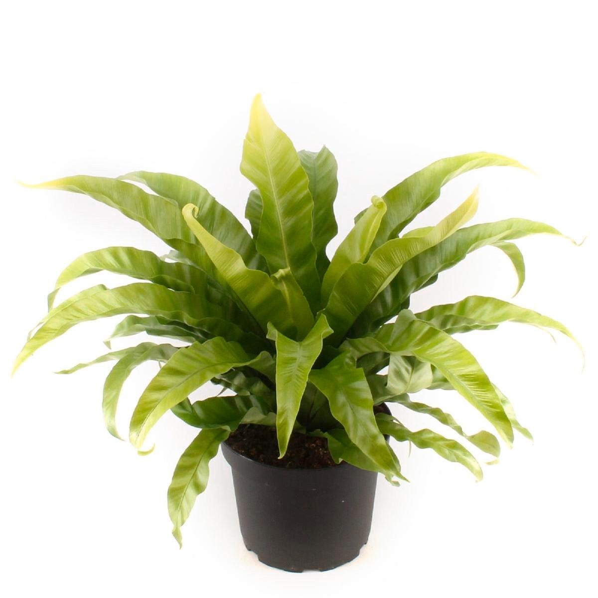 indoor plants rubber tree Rubber Plant 'Burgundy' 14