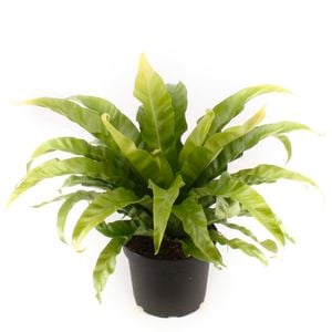 120mm Birds Nest Fern Assorted - Asplenium nidus