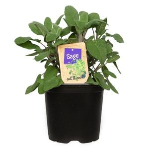 1.1L Nudo Herbs Sage - Salvia officinalis