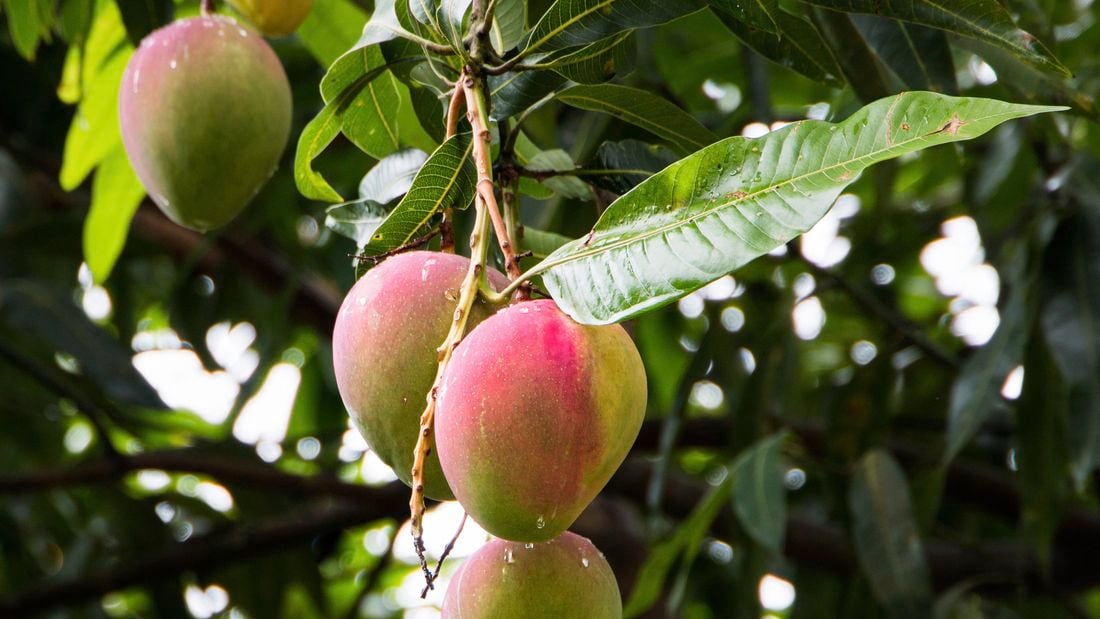 Green mangoes hanging on a tree.