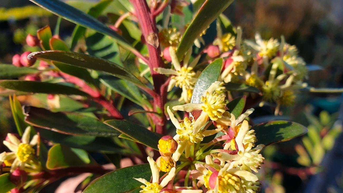 Flowers on a mountain pepper bush