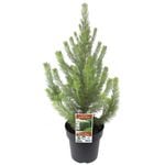 200mm Woolly Bush - Adenanthos sericeus