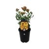 1.5L Cape Daisy Golden Yellow - Osteospermum