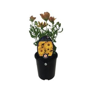1.5L Cape Daisy Golden Yellow - Osteospermum