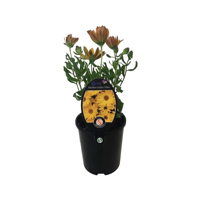 1.5L Cape Daisy Golden Yellow - Osteospermum