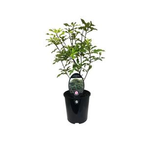 3.5L Pittosporum Mini Green - Pittosporum eugenodies