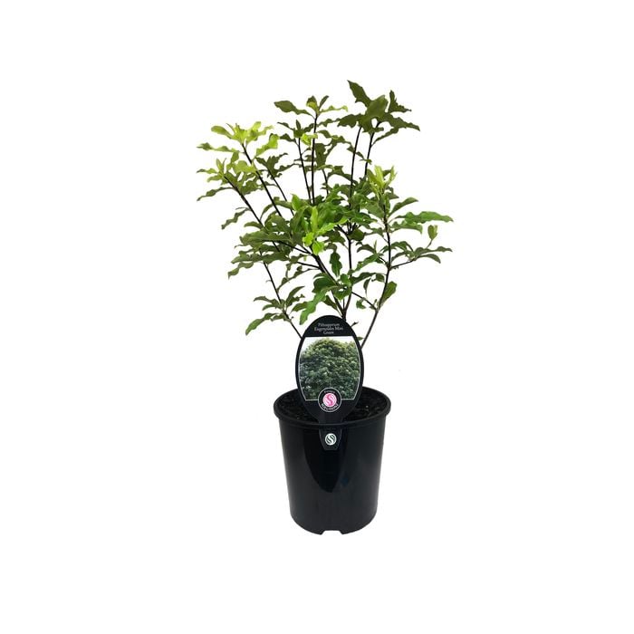 3.5L Pittosporum Mini Green - Pittosporum eugenodies
