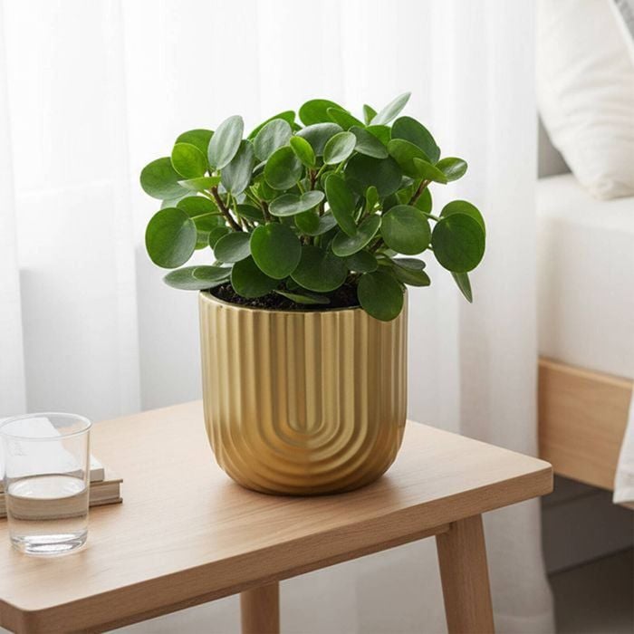 Moda 14.5cm Gold Rainbow Indoor Ceramic Planter
