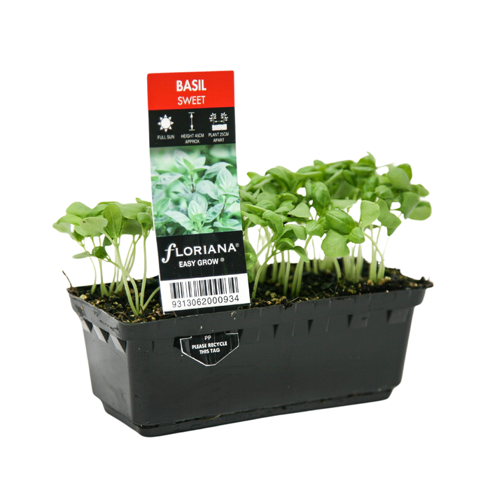 Punnet Basil Sweet - Ocimum basilicum