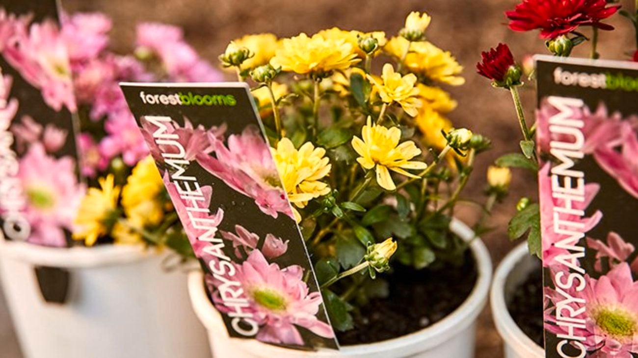 Yellow, pink and red chrysanthemums.