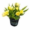 150mm Freesia Nana Viareggio - Freesia