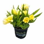 150mm Freesia Nana Viareggio - Freesia