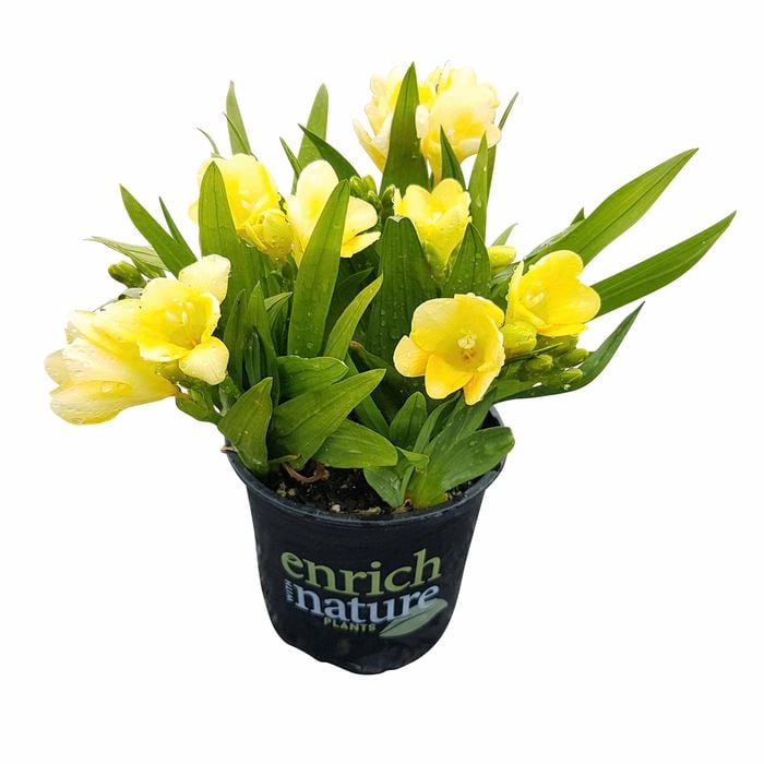 150mm Freesia Nana Viareggio - Freesia