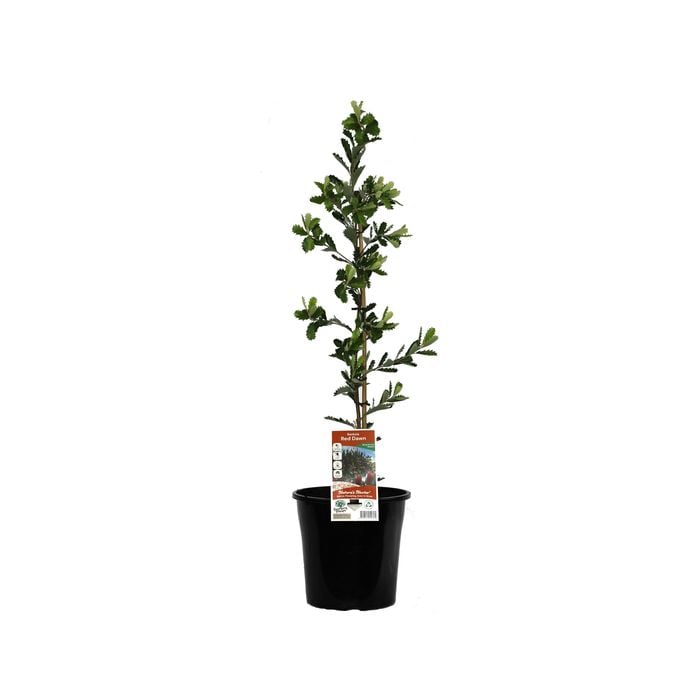 200mm Banksia Red Dawn - Banksia praemorsa