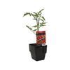 125mm Tomato Truss Sweet - Lycopersicum esculentum F1 Hybrid