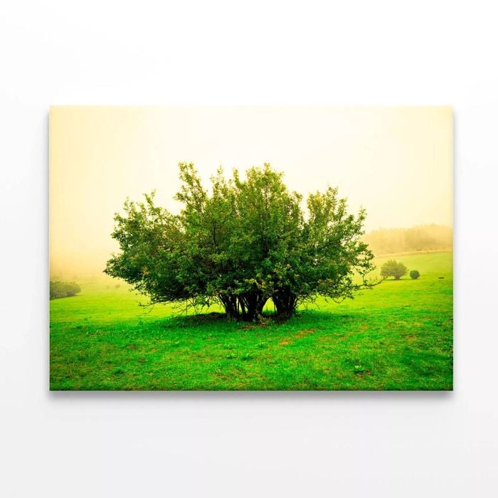Grassland Scene  Print 100% Australian Made 120 x 90cm  (Stretched)