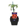 100mm Tomato Pot Roma - Lycopersicon esculentum