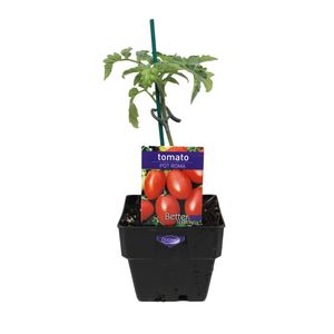 100mm Tomato Pot Roma - Lycopersicon esculentum