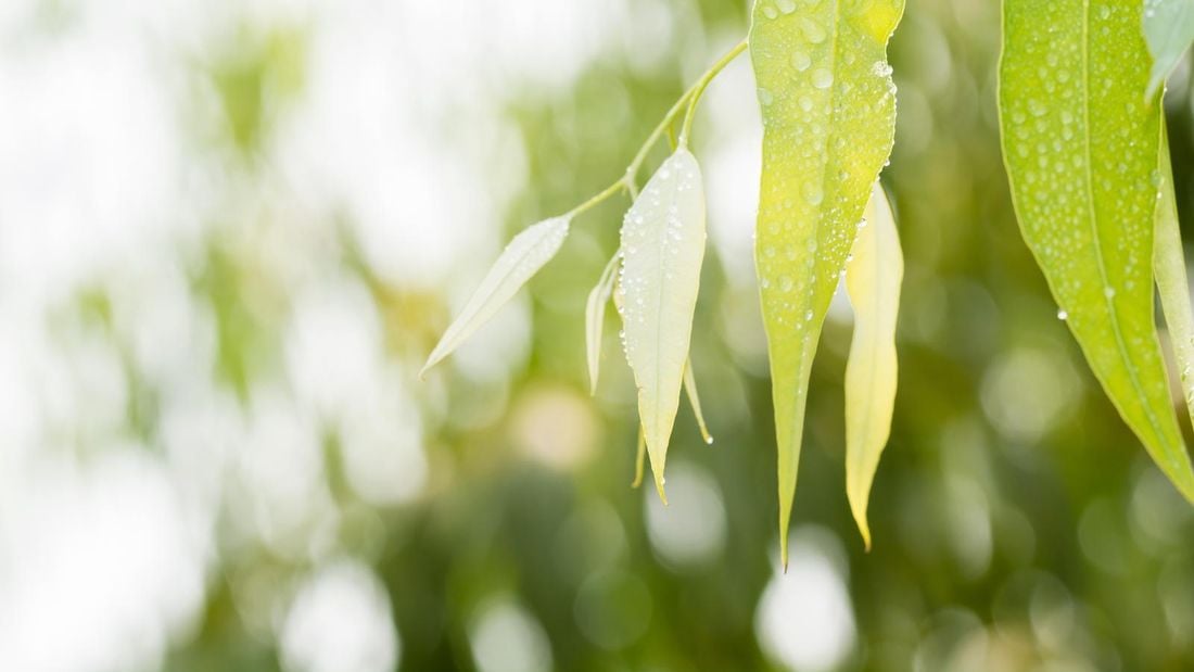 wet gumtree leaves with blurred out blackground