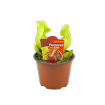100mm Sarracenia Purpurea - Sarracenia
