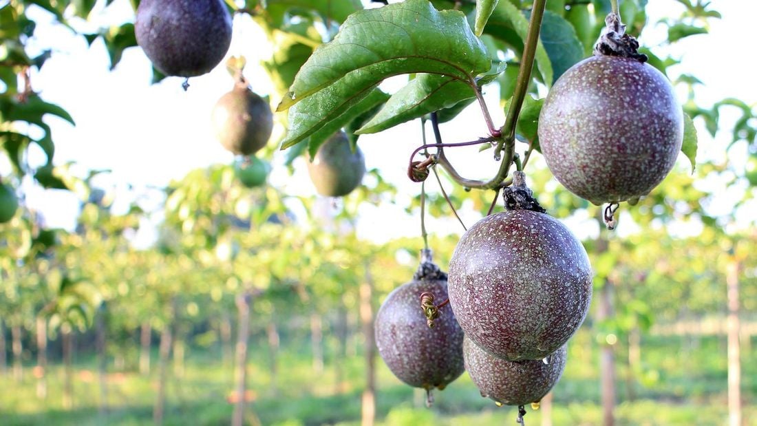 Hanging passion fruit on a passion fruit tree