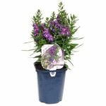 150mm Angelonia - Angelonia angustifolia - Garden Jewel Range