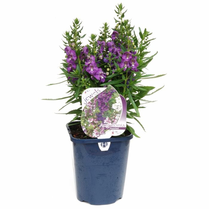 150mm Angelonia - Angelonia angustifolia - Garden Jewel Range
