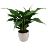 120mm Peace Lily - Spathiphyllum in Ceramic Pot