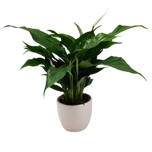 120mm Peace Lily - Spathiphyllum in Ceramic Pot