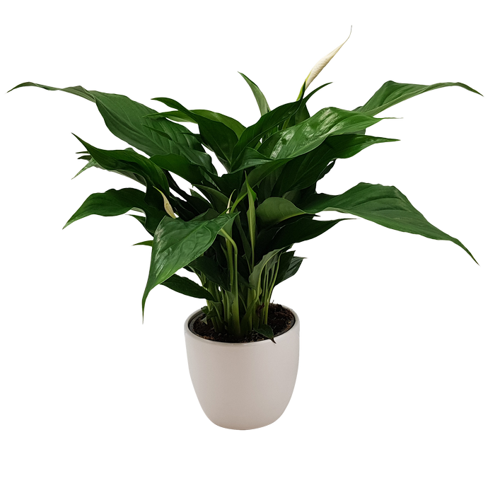 120mm Peace Lily - Spathiphyllum in Ceramic Pot