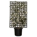 500mm Informal Espalier Camellia - Camellia