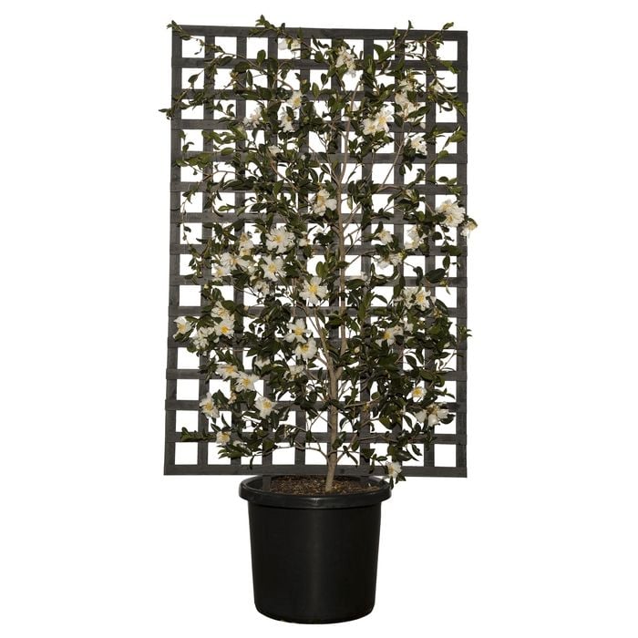 500mm Informal Espalier Camellia - Camellia