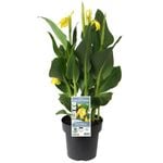 180mm Canna Cannova Assorted - Canna generalis