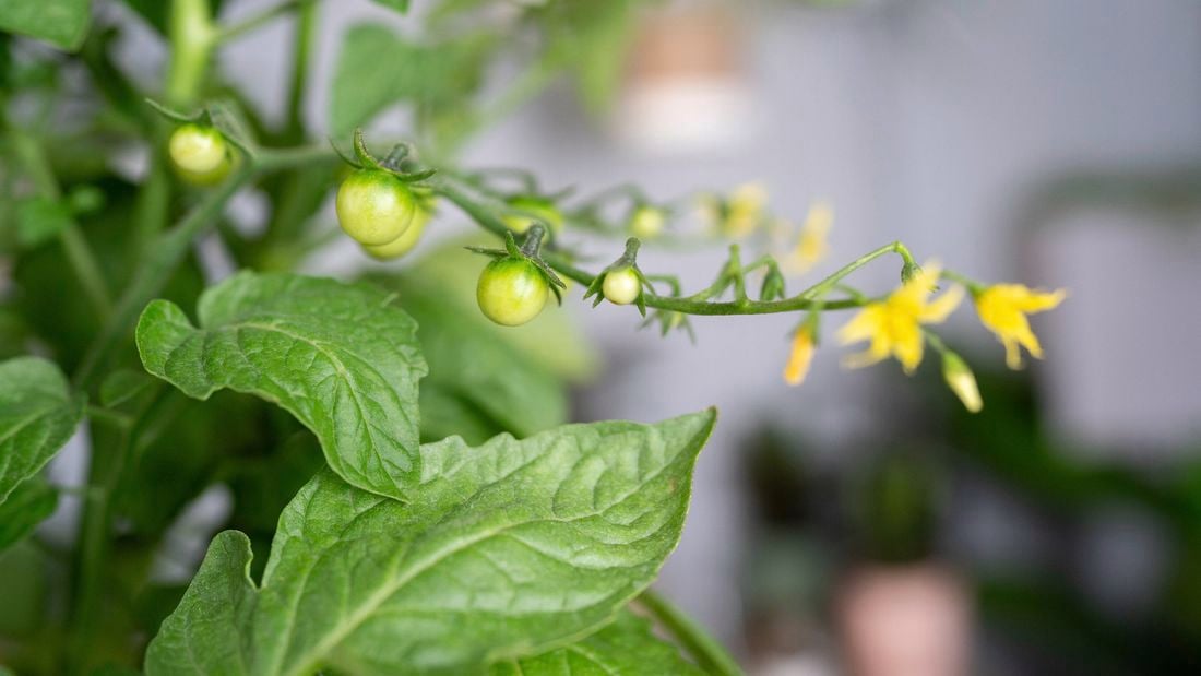 Plant with unripe green tomatoes.