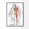 Anatomical Body Human Skeleton Print 100% Australian Made 120x90cm (Poster)