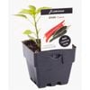 100mm Chilli Caysan - Capsicum annuum - Floriana Gourmet Gardner