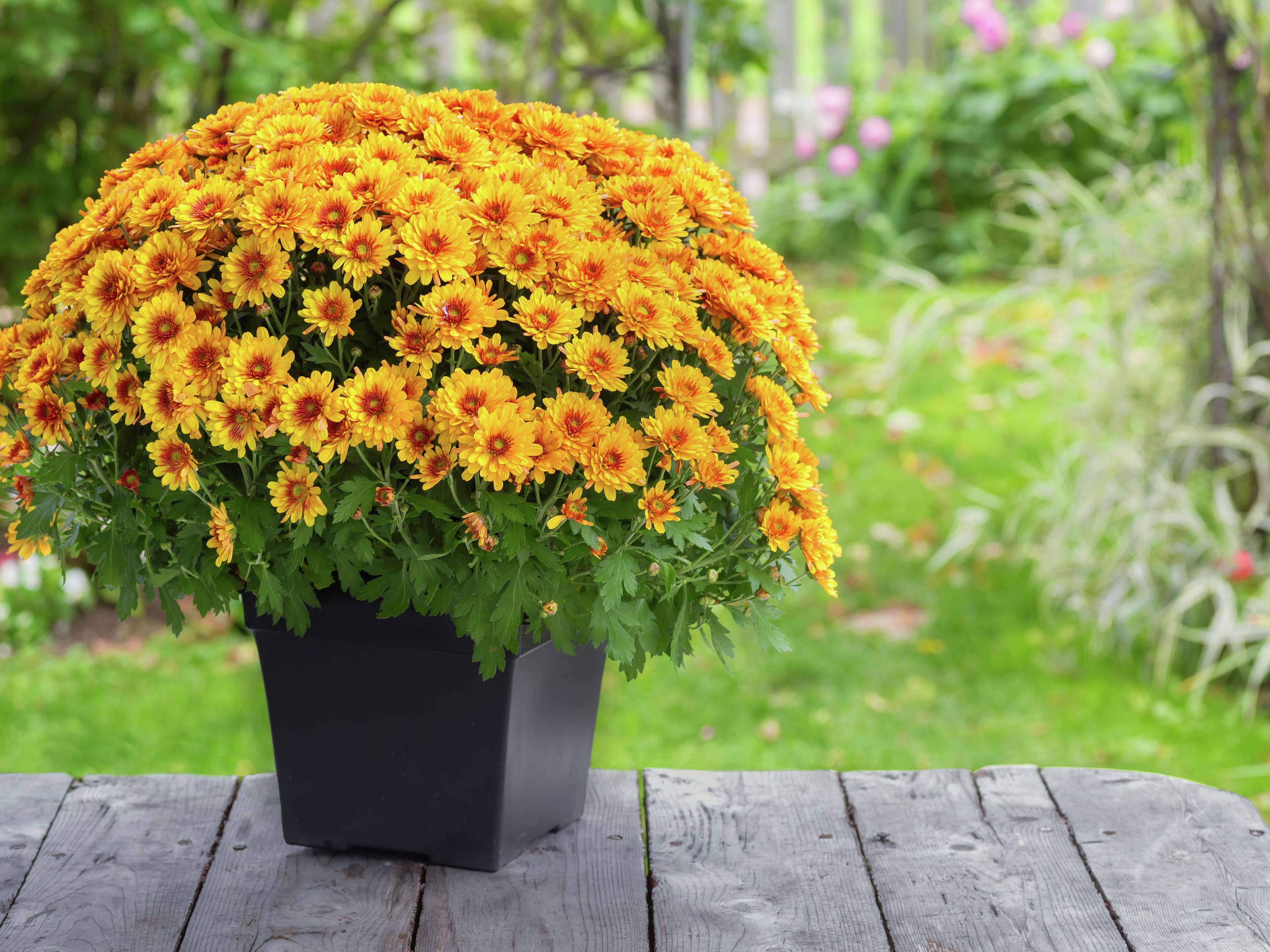 How to Plant and Grow Chrysanthemum: A Complete Care Guide - Bunnings  Australia