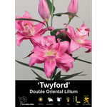 Yarra Valley Bulbs Lilium Twyford - 1 Pack