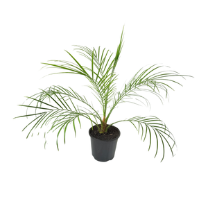 1.3L Miniature Date Palm - Phoenix roebelenii